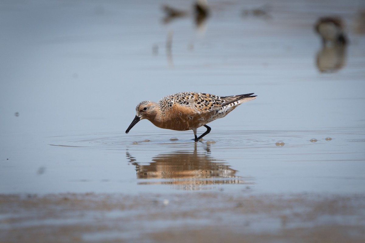 Red Knot - ML441853751