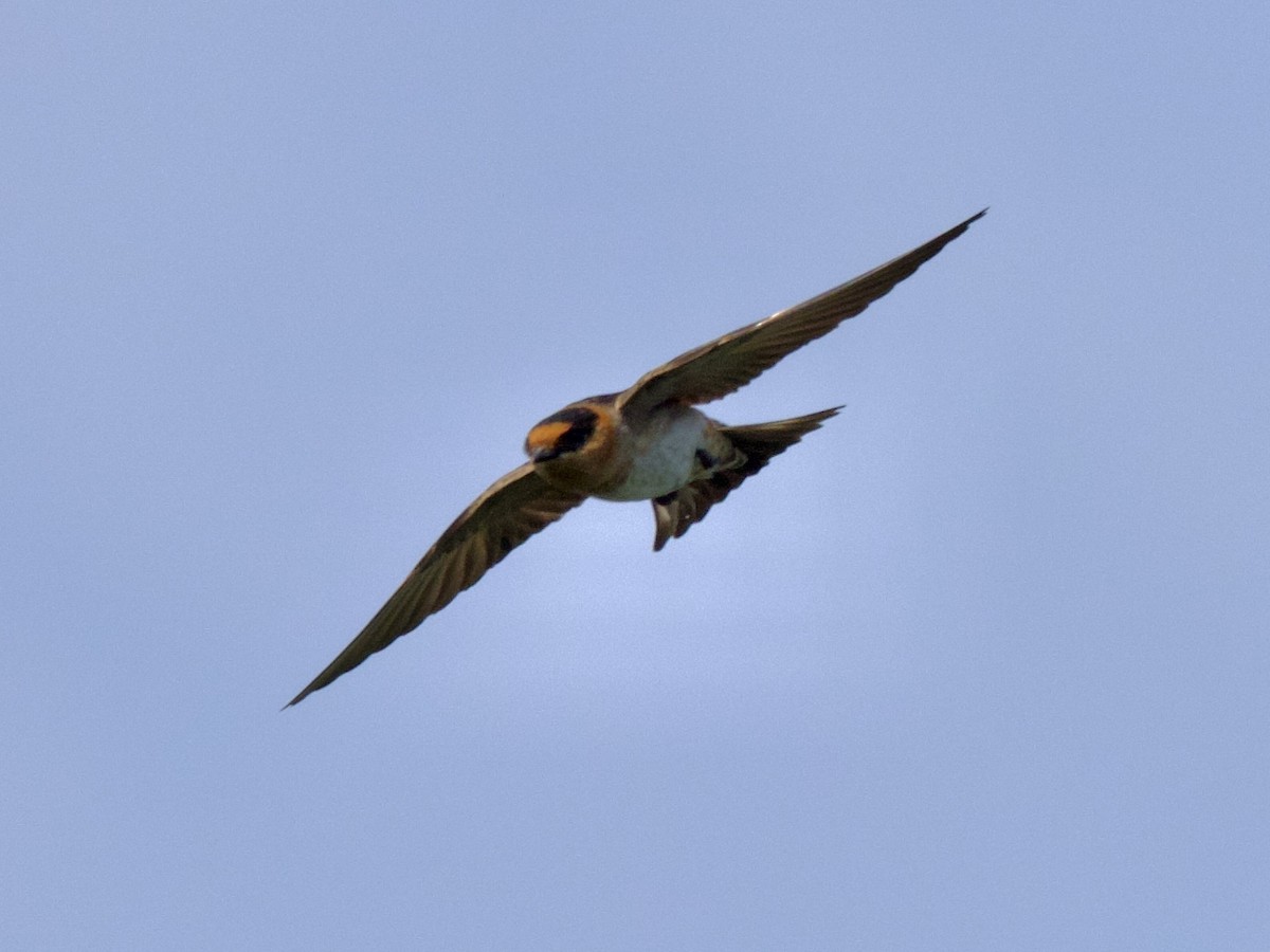 Cave Swallow - Hal Mitchell