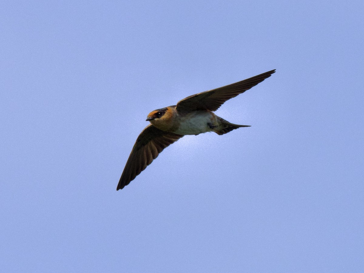 Cave Swallow - ML441877191