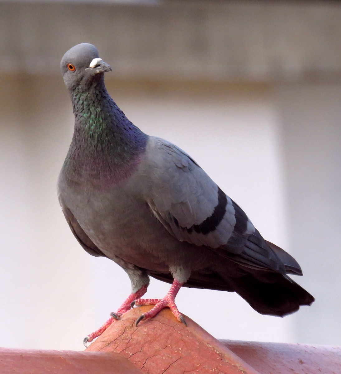 Rock Pigeon (Feral Pigeon) - ML441878091