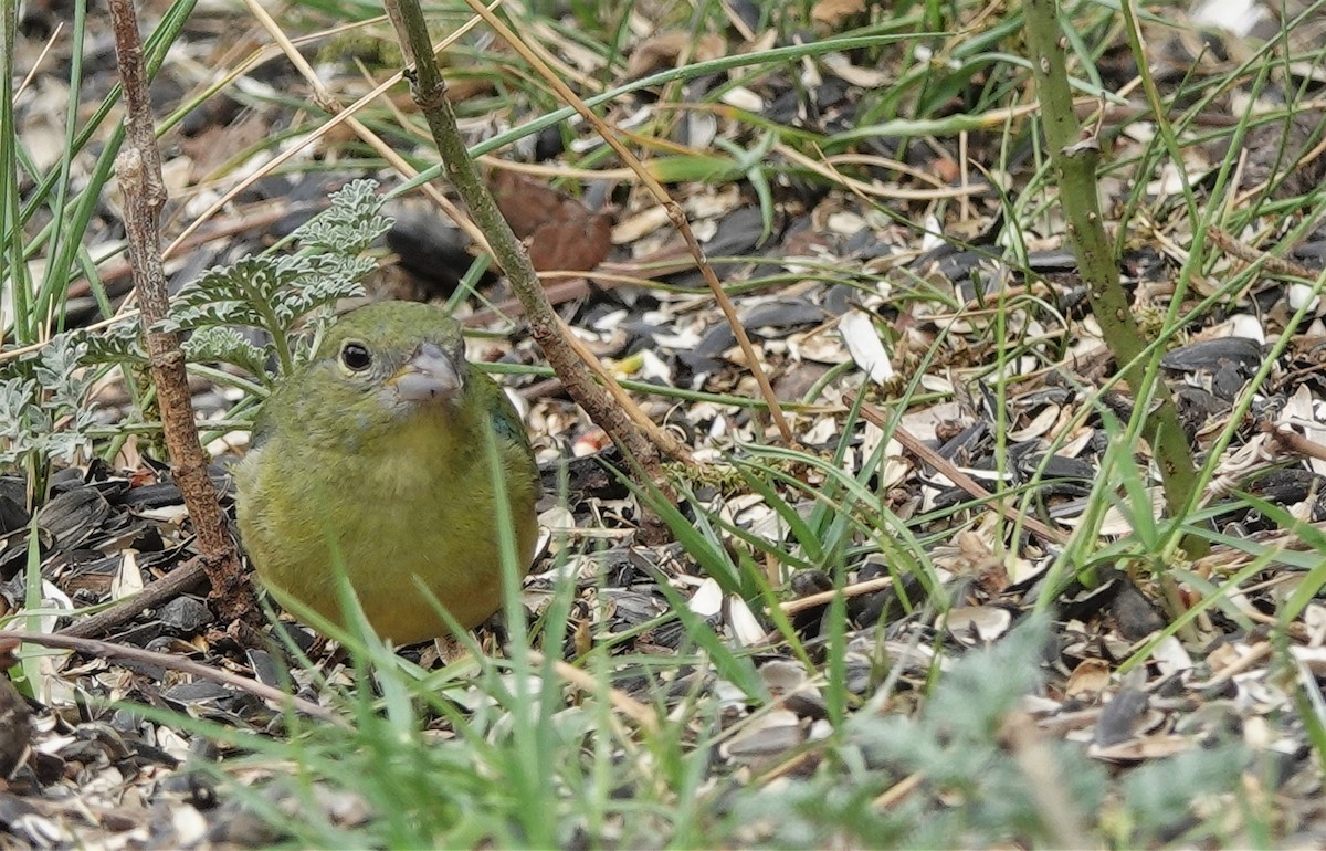 Painted Bunting - ML441878871