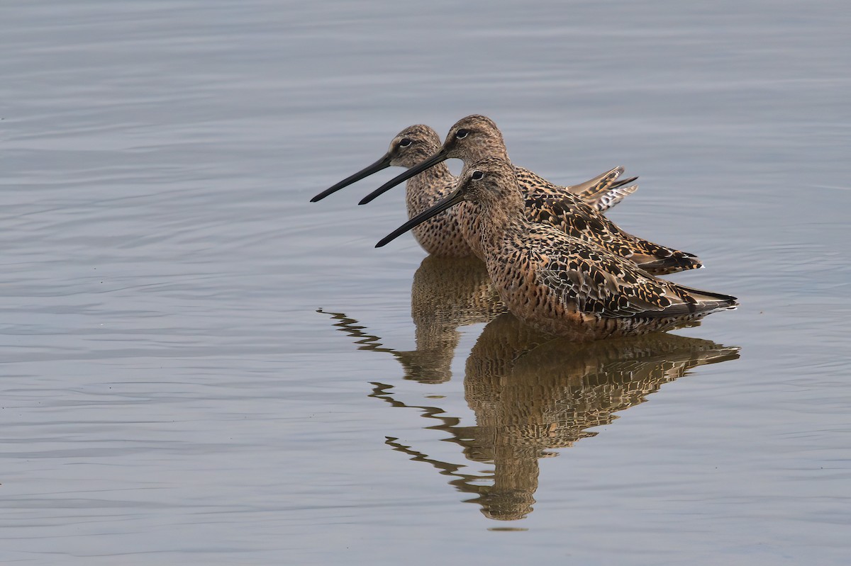 Long-billed Dowitcher - ML441882201