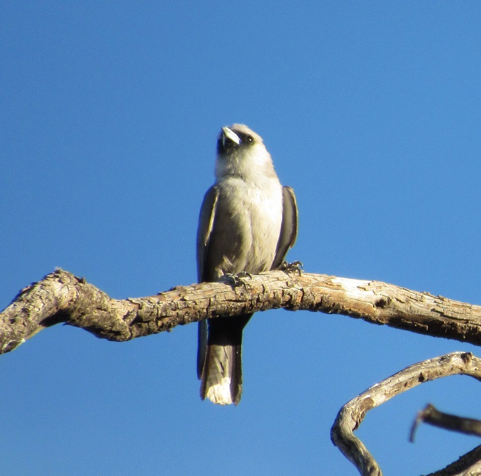 Black-faced Woodswallow - ML44188341