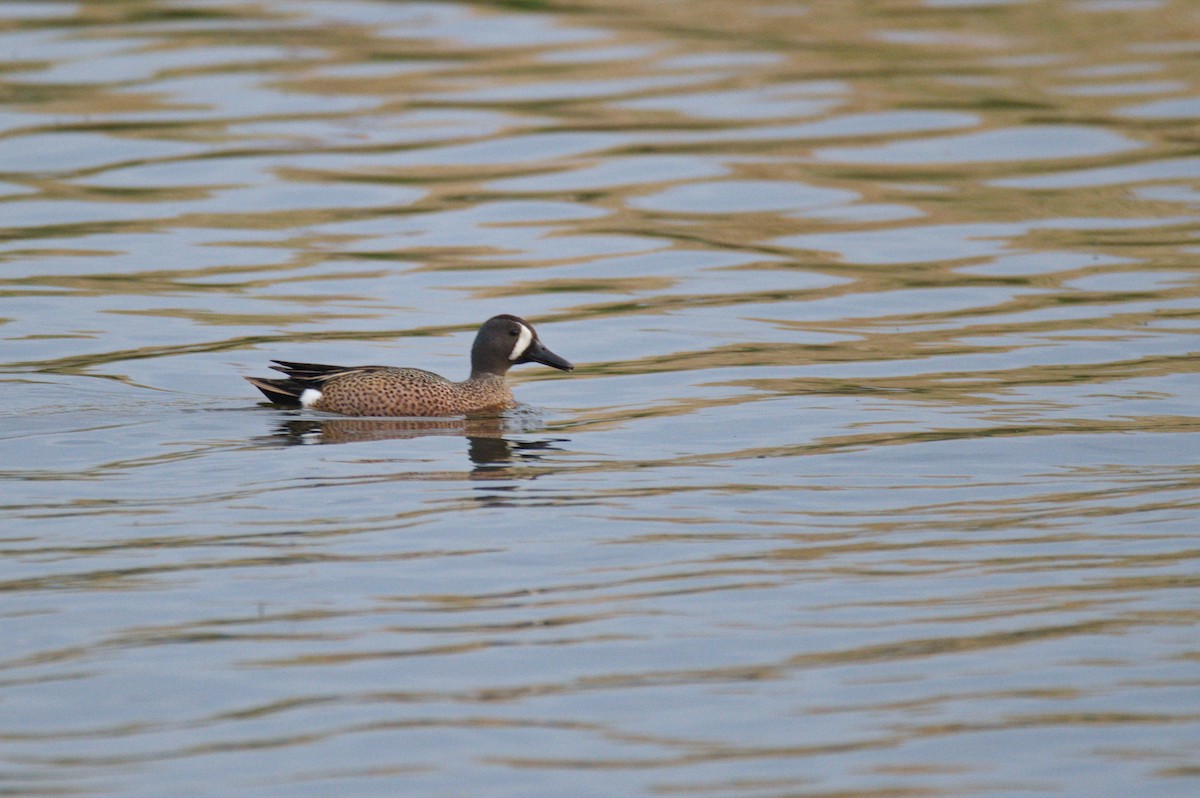 Blue-winged Teal - ML441885051