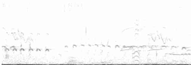småspove (variegatus/rogachevae) - ML441886331