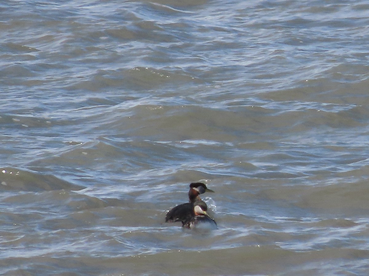 Red-necked Grebe - ML441889891