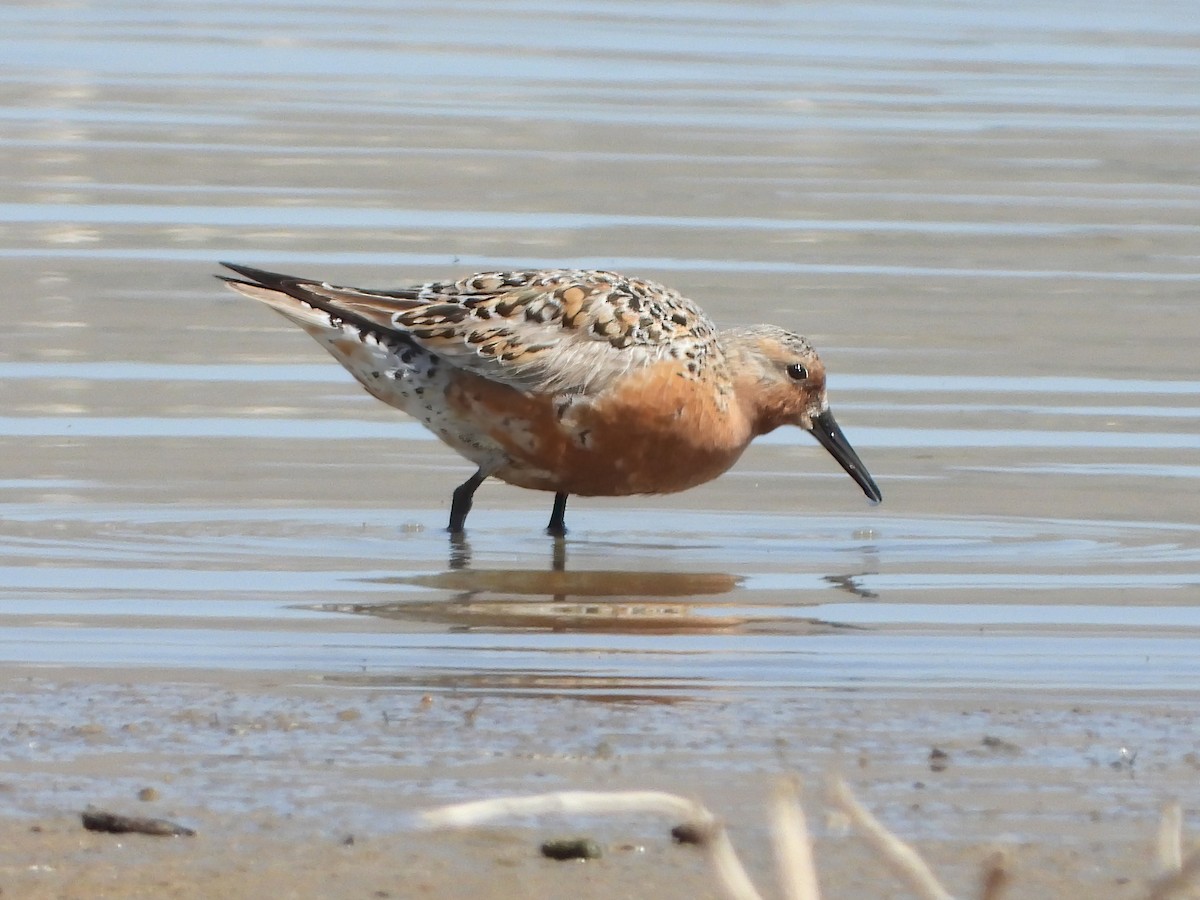 Red Knot - ML441890121