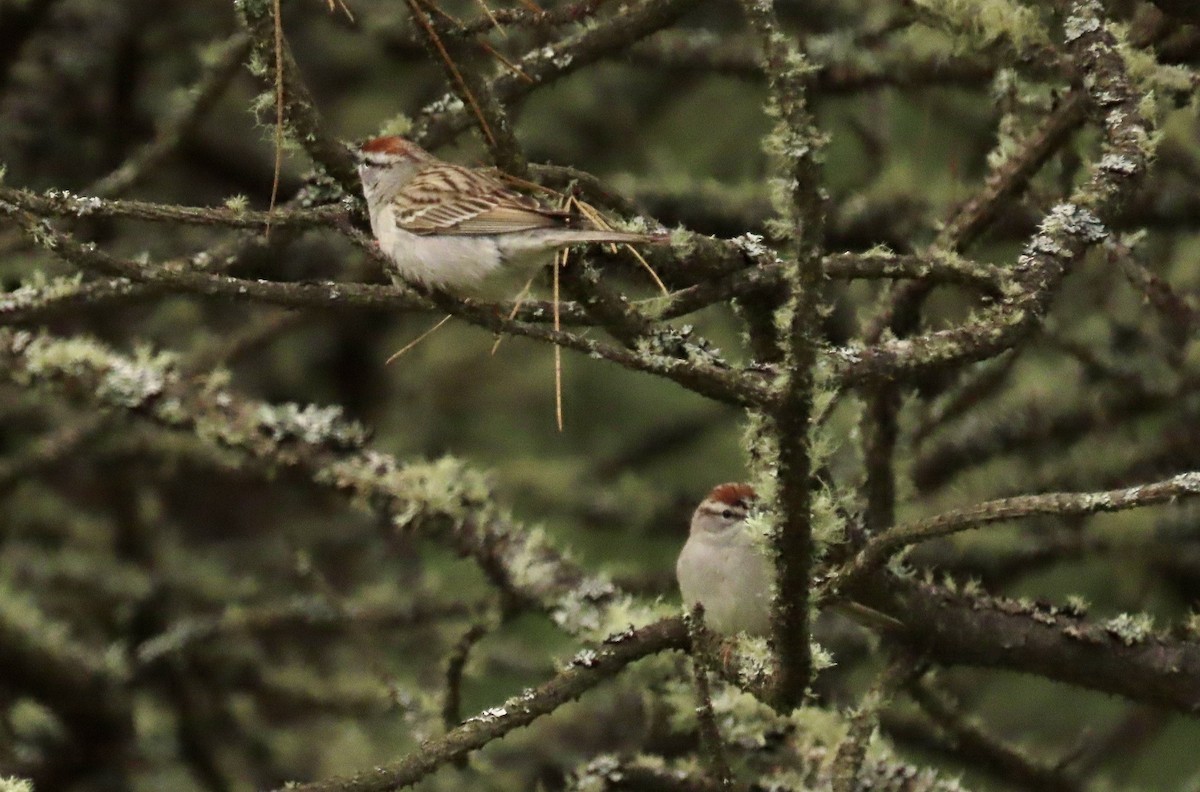 Chipping Sparrow - ML441892751