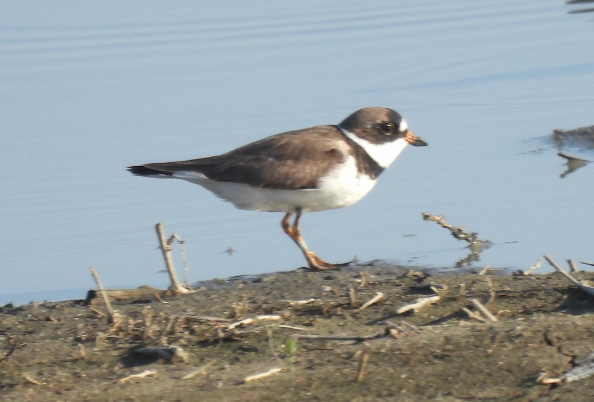 Semipalmated Plover - ML441893781