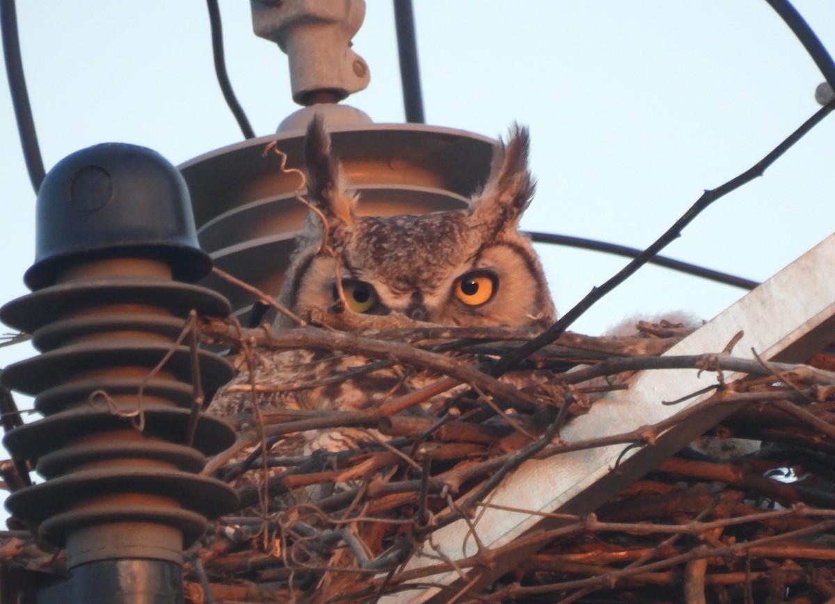 Great Horned Owl - ML441893871