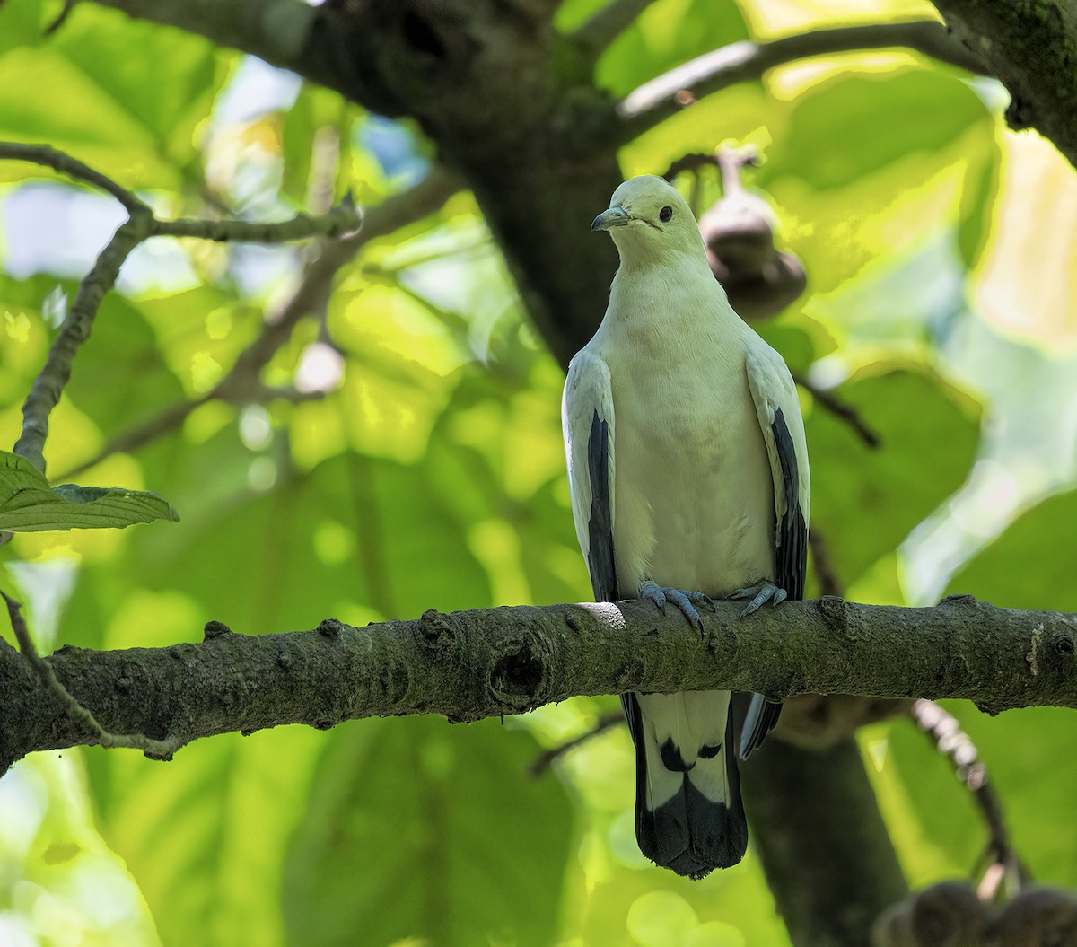Pied Imperial-Pigeon - ML441894031