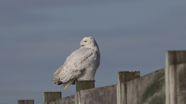 Snowy Owl - ML441897171