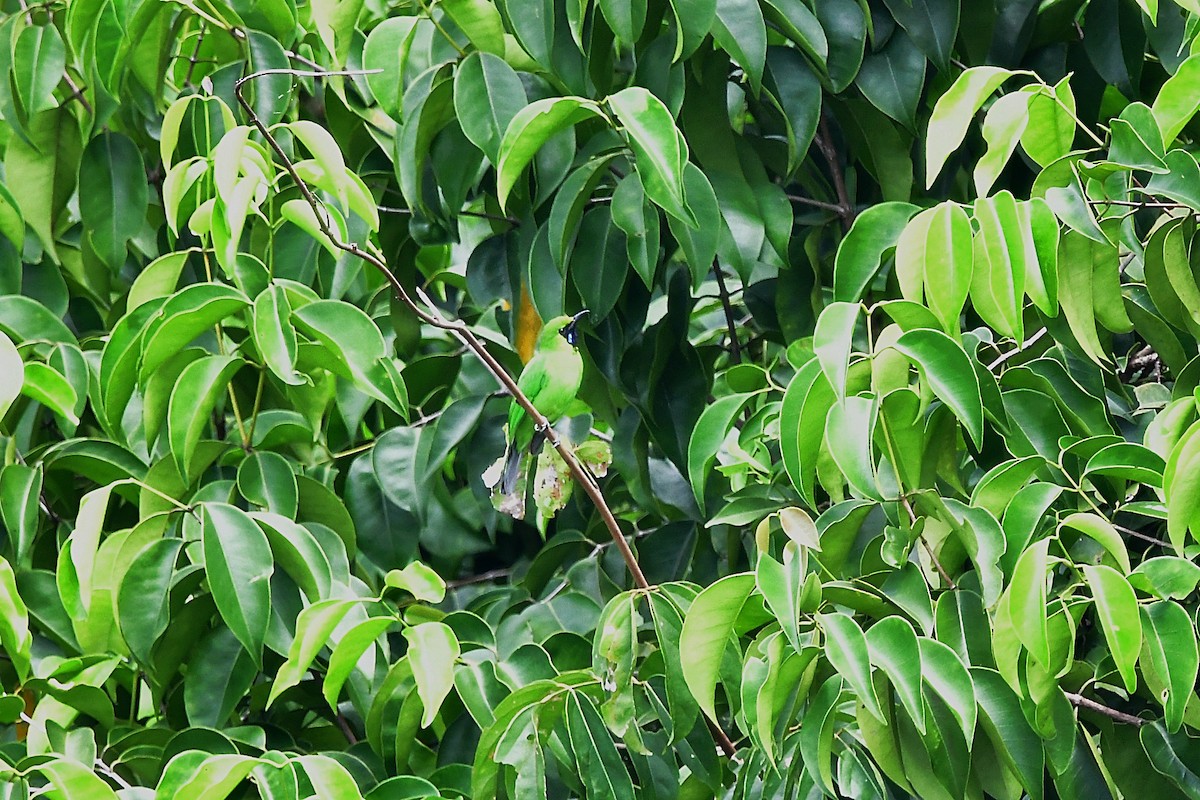 Lesser Green Leafbird - ML441905551
