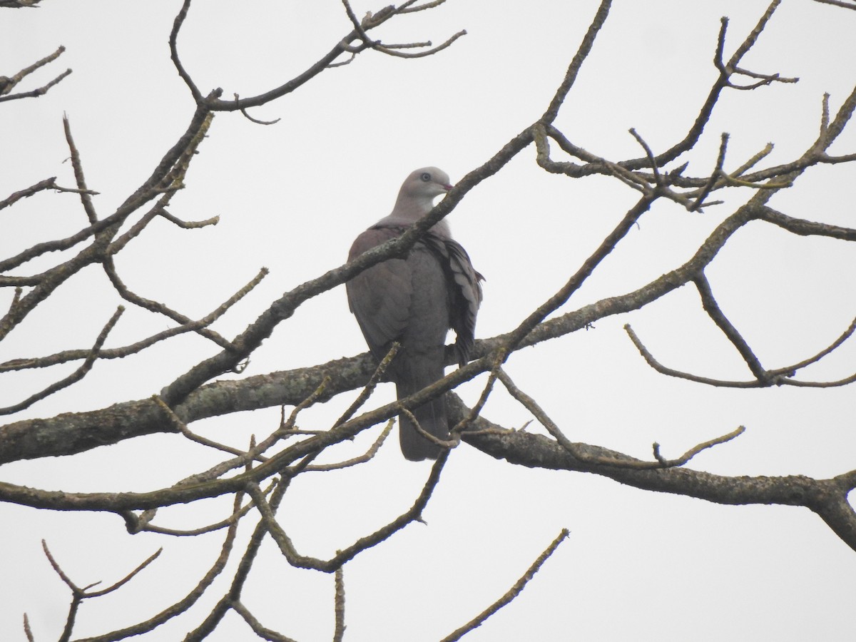 Mountain Imperial-Pigeon - ML441912821
