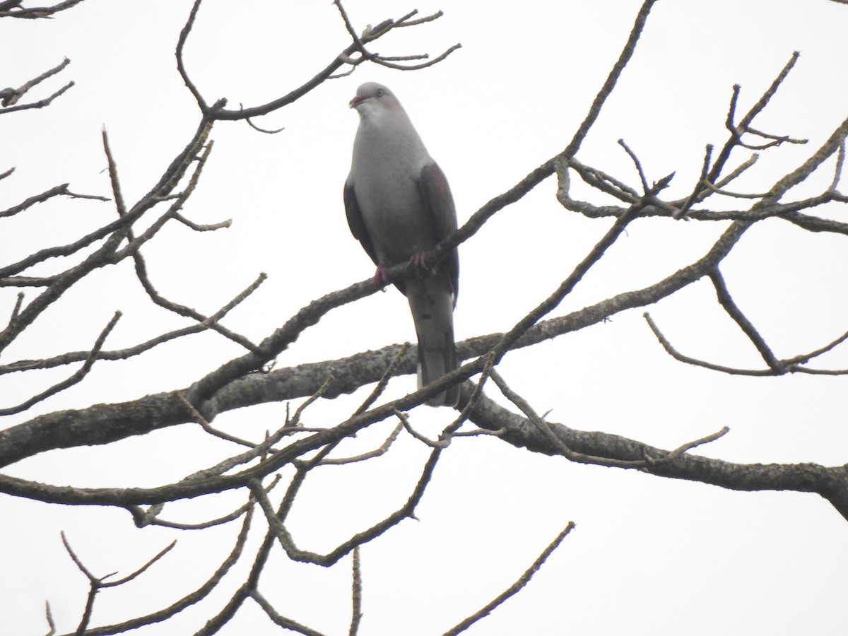 Mountain Imperial-Pigeon - ML441912841