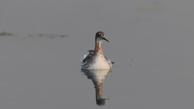 Phalarope à bec étroit - ML441915831