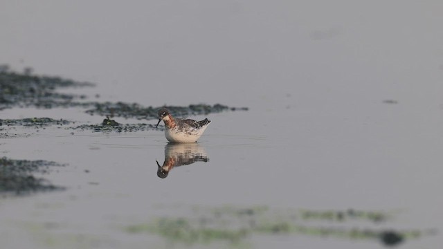 Phalarope à bec étroit - ML441915841