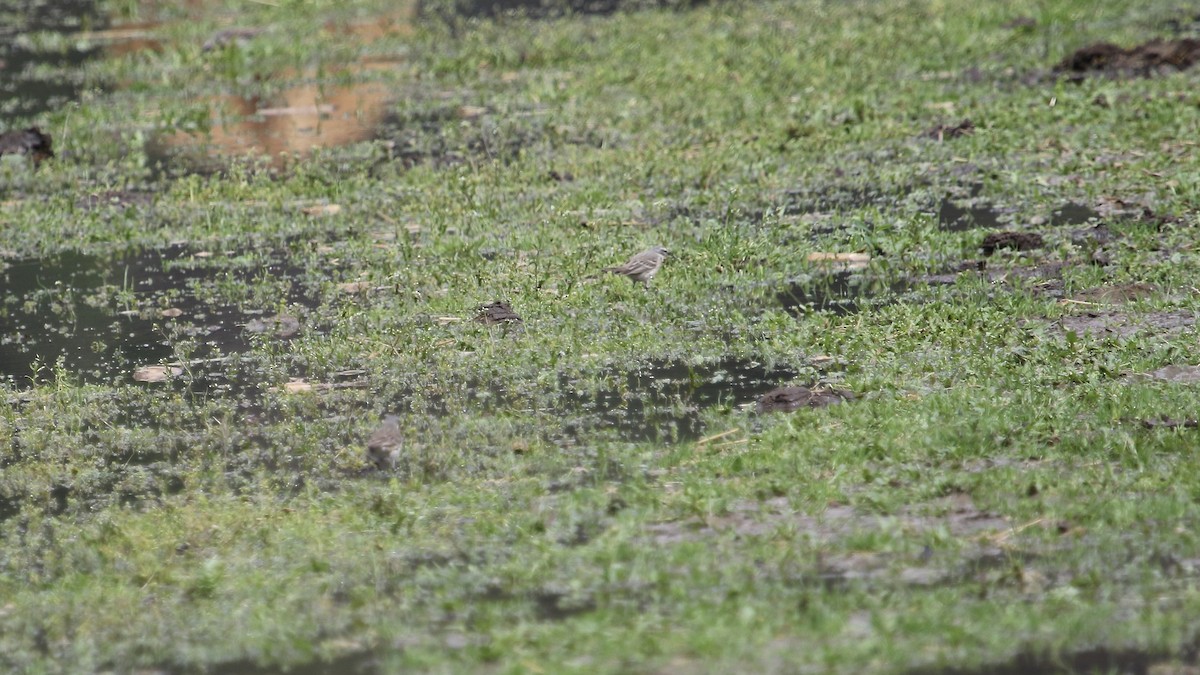Water Pipit - ML441917841