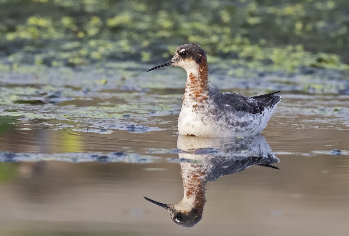 Red-necked Phalarope - ML441918061