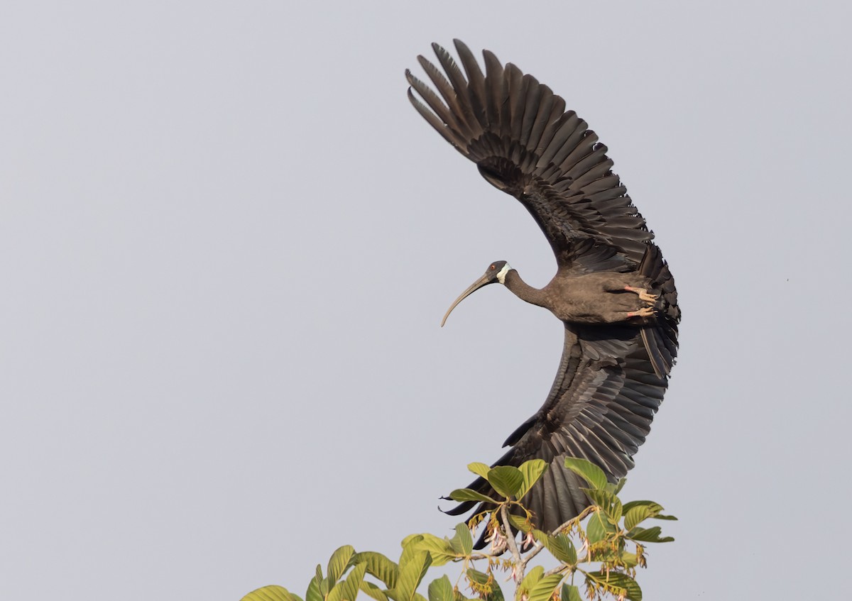 White-shouldered Ibis - Lars Petersson | My World of Bird Photography