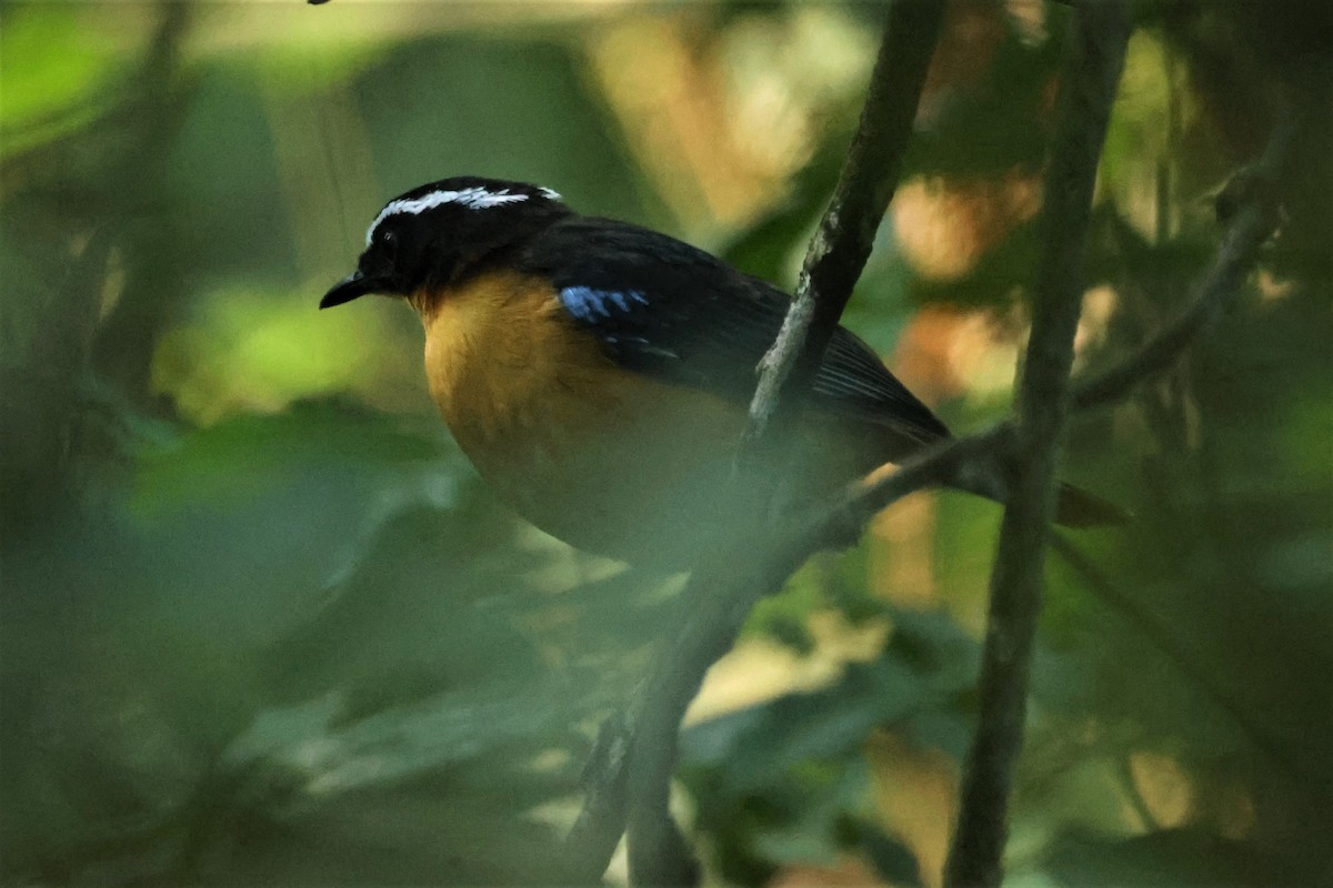 Blue-shouldered Robin-Chat - ML441928021