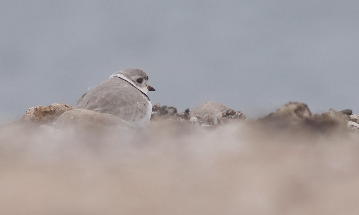 Piping Plover - ML441936171