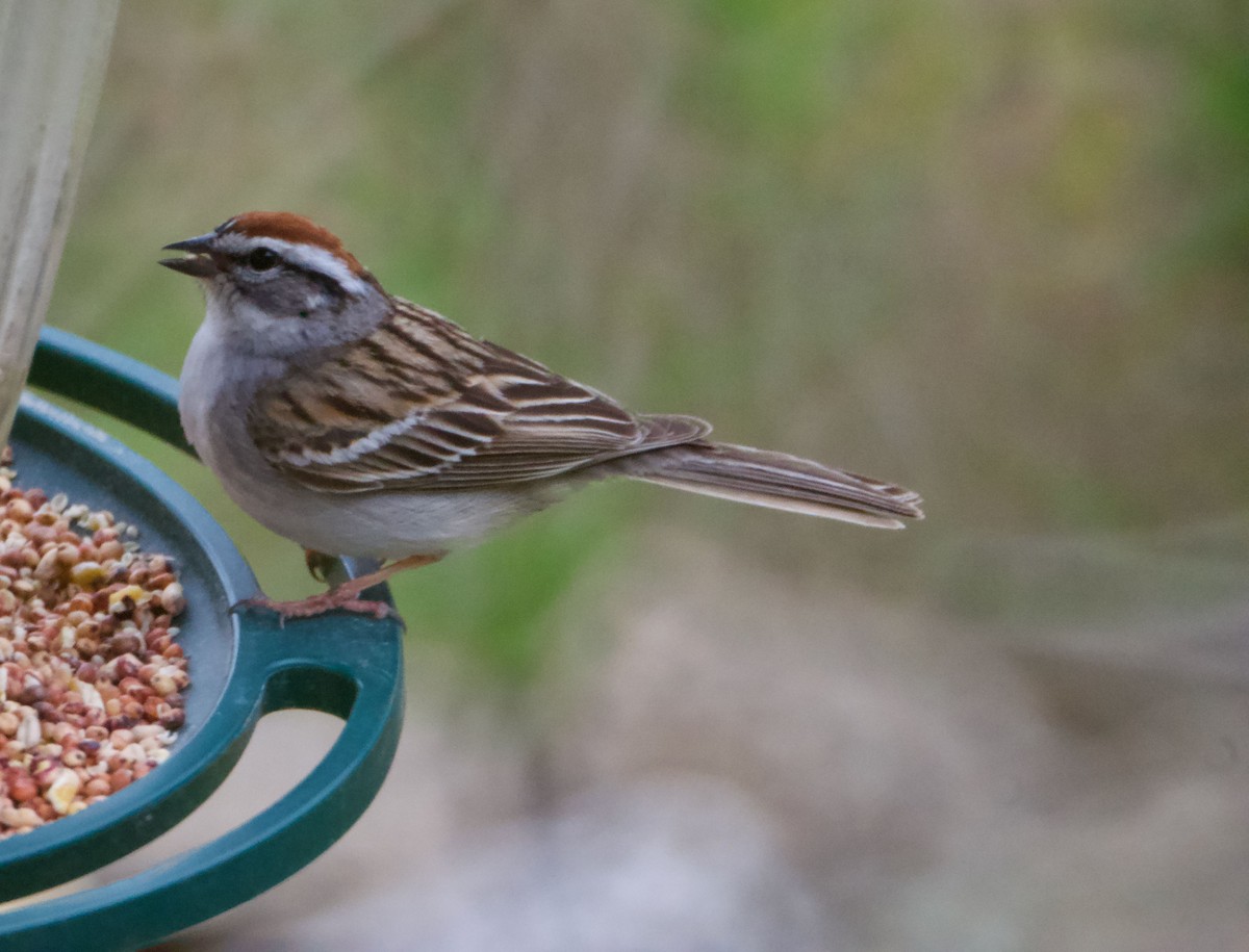 Chipping Sparrow - ML441941381