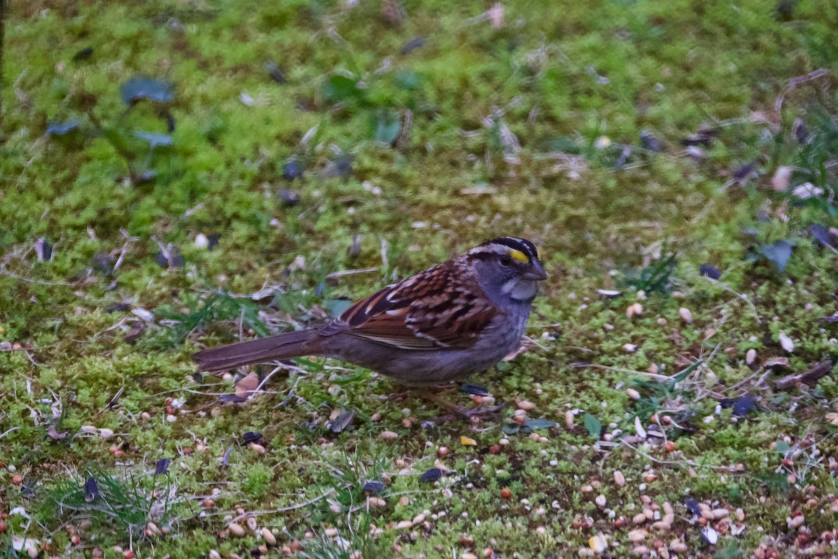 White-throated Sparrow - ML441941411
