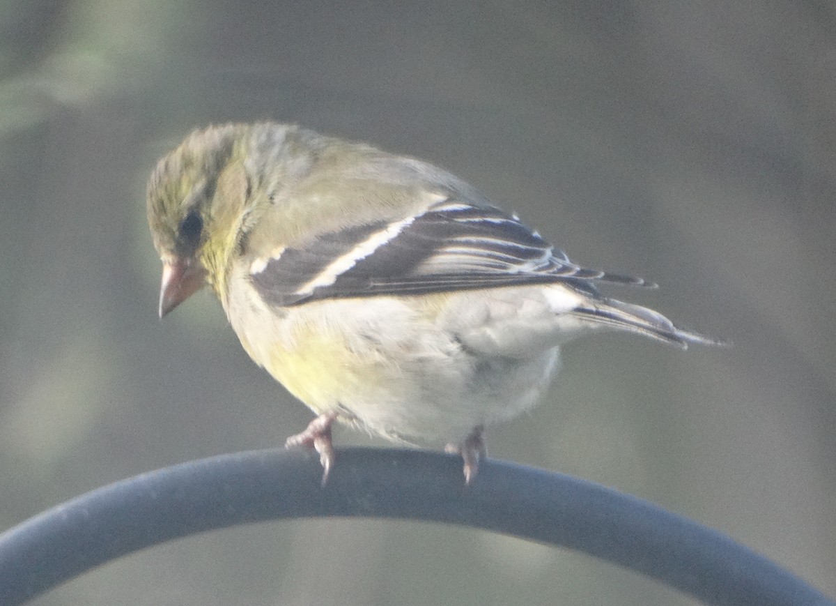 American Goldfinch - Mary Hall