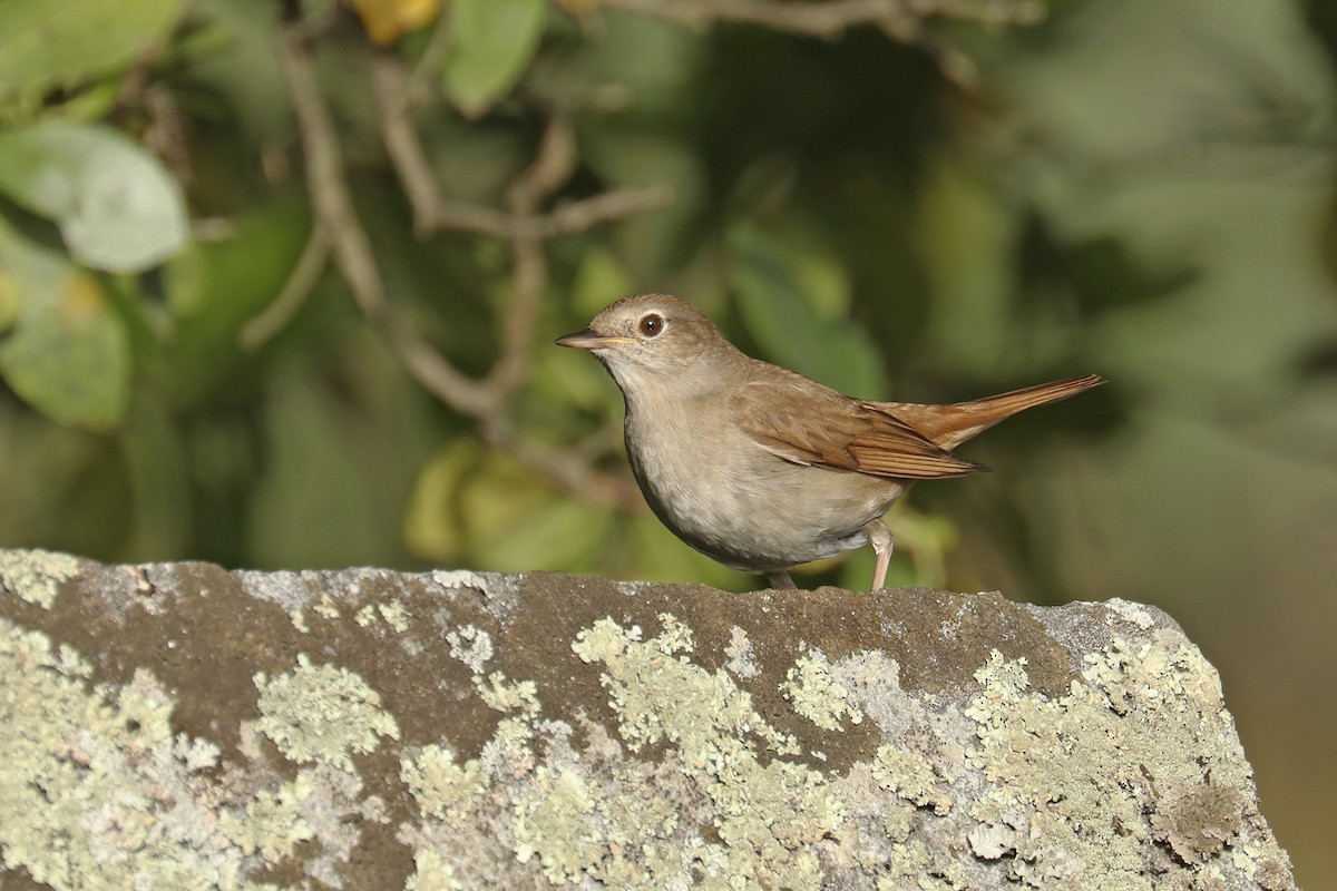 Common Nightingale - ML441951361