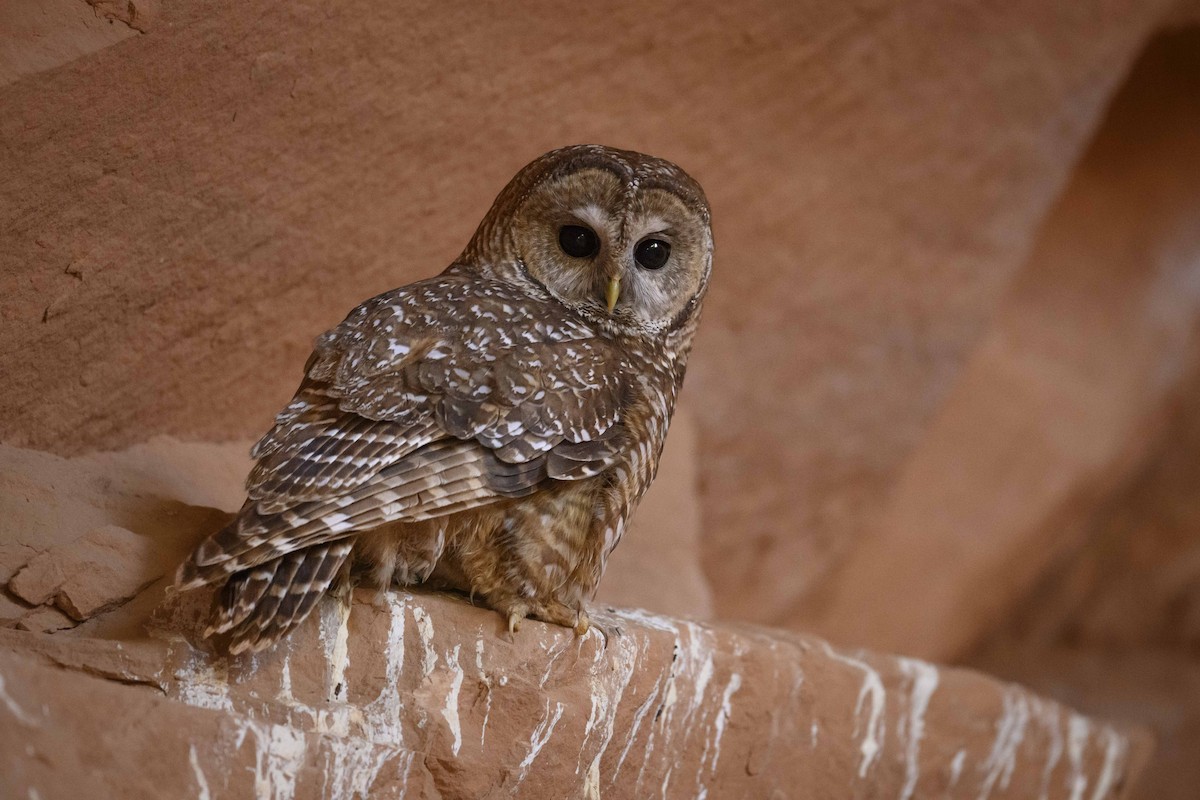 Spotted Owl - ML441956121