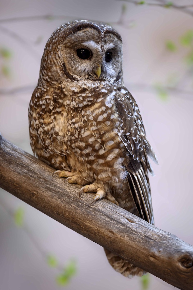 Spotted Owl - ML441956131
