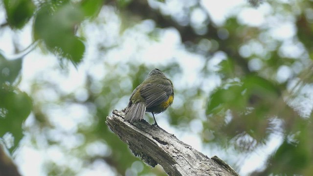 Black-and-yellow Silky-flycatcher - ML441957641