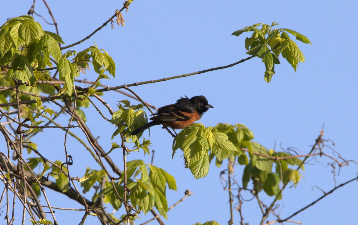 Orchard Oriole - ML441962931