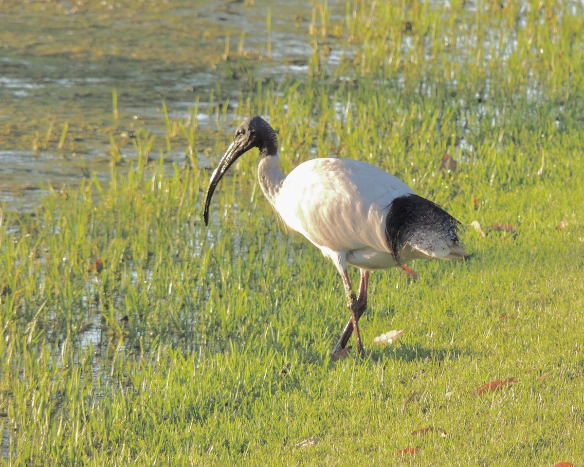 ibis australský - ML441964771