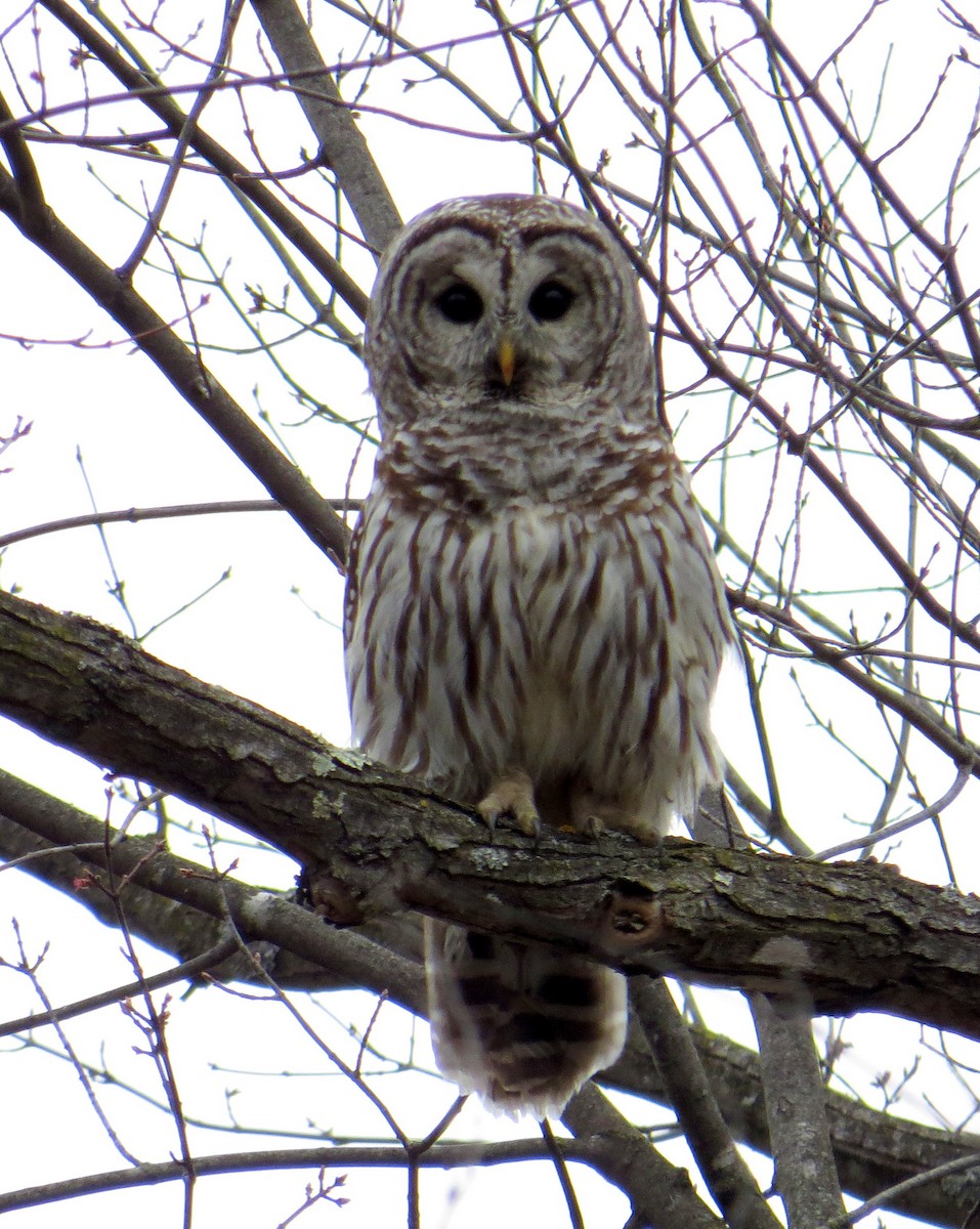 Barred Owl - ML441969261