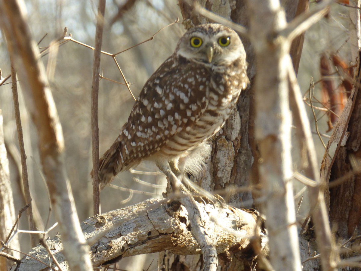 Burrowing Owl - ML44197821