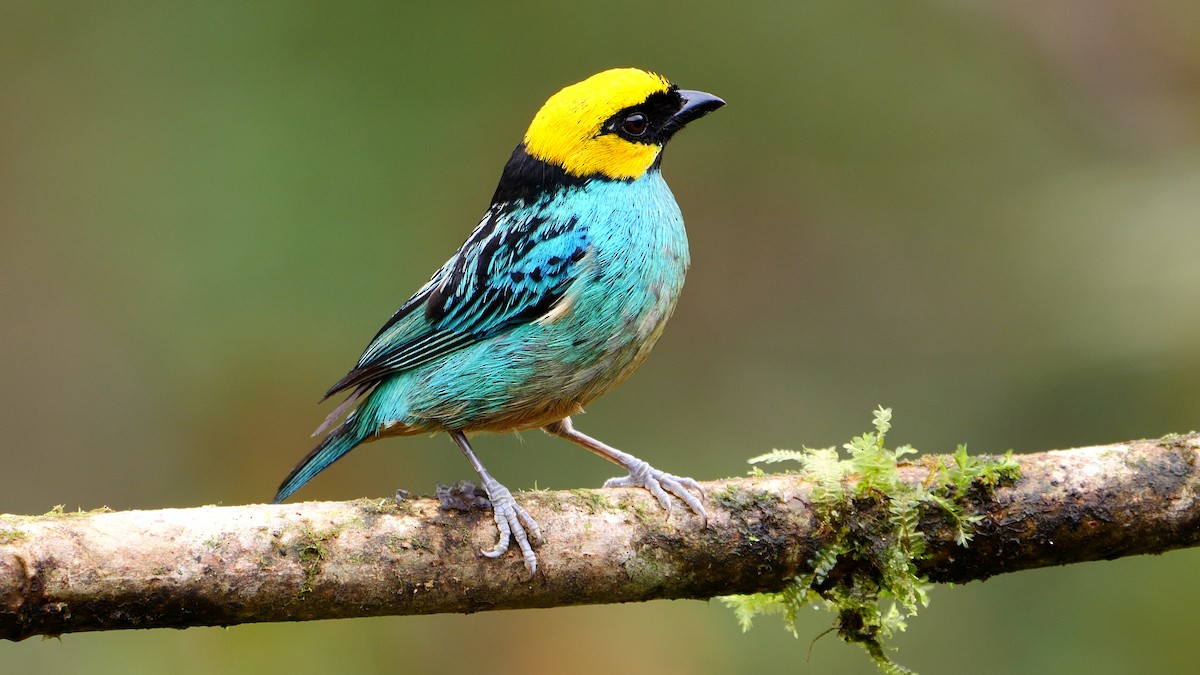 Saffron-crowned Tanager - ML441989791