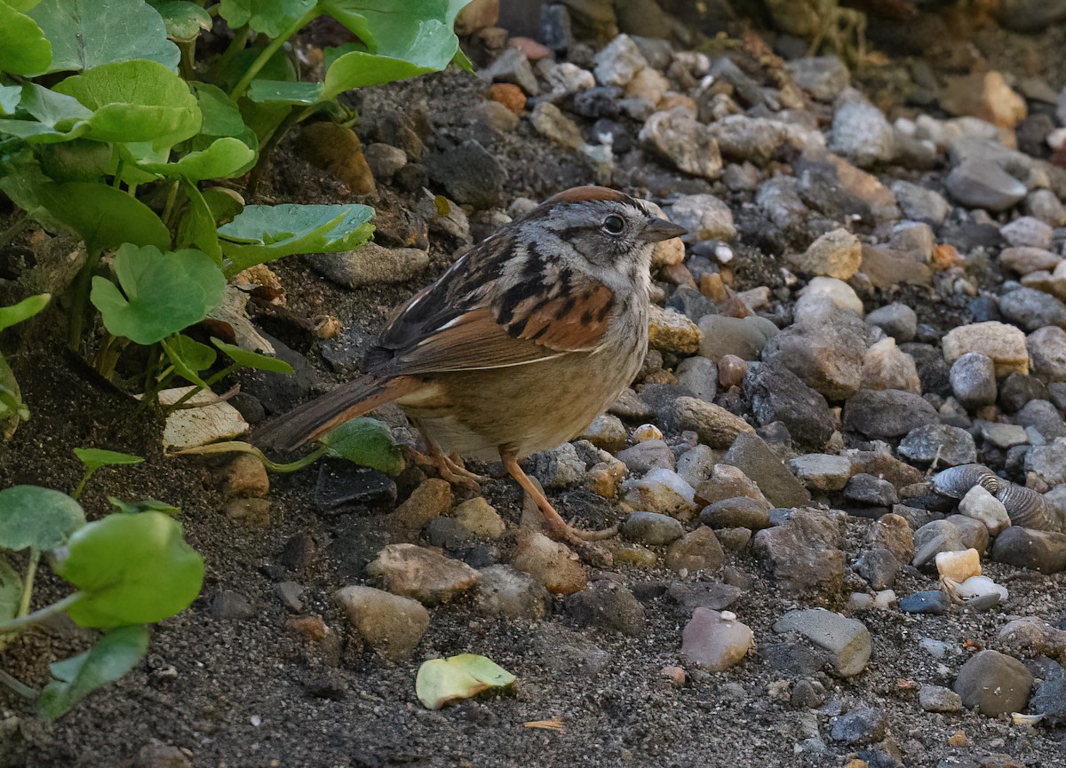 Swamp Sparrow - ML441993661