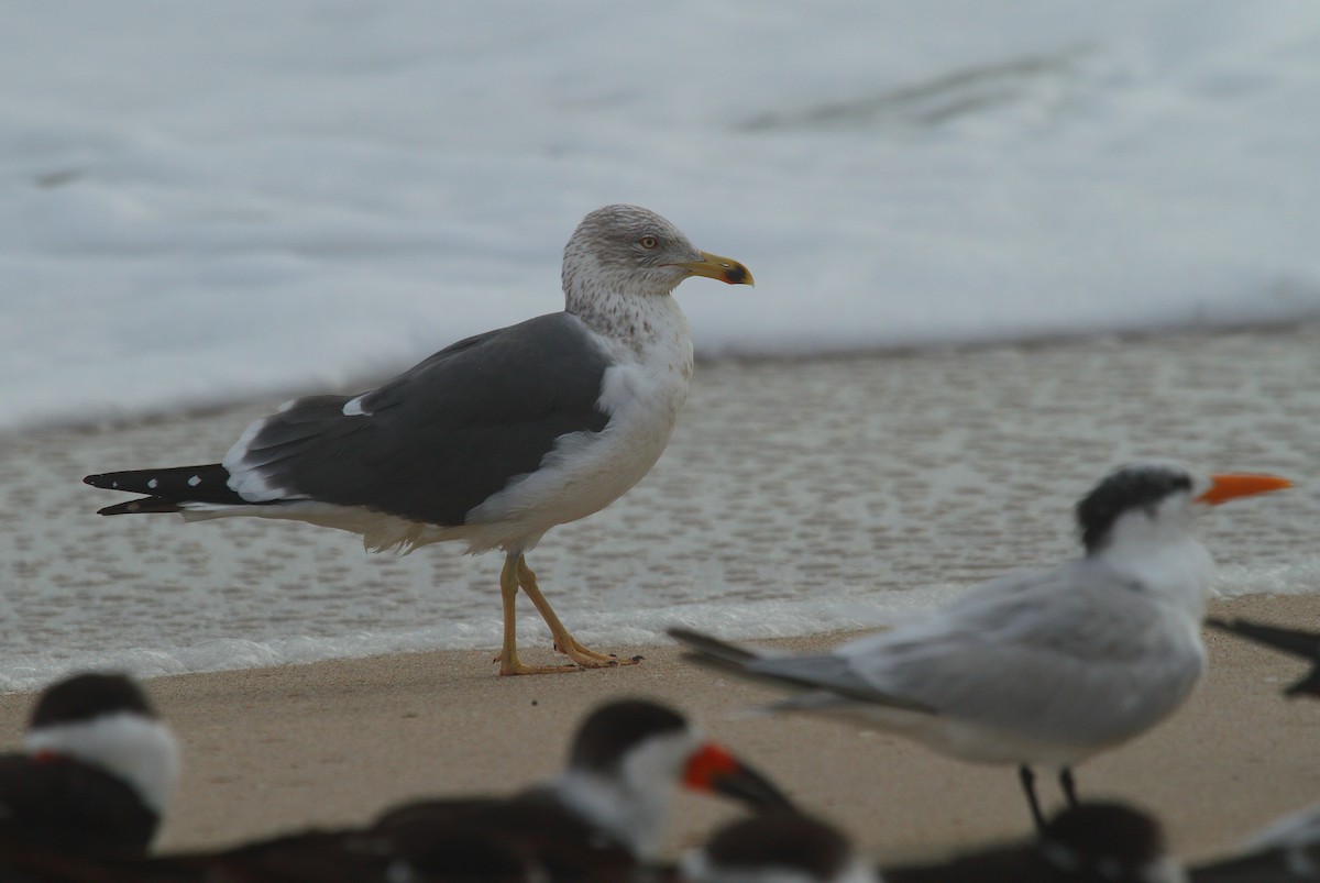 Lesser Black-backed Gull (graellsii) - Patrick J. Blake