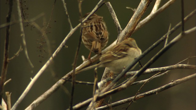 Field Sparrow - ML442000