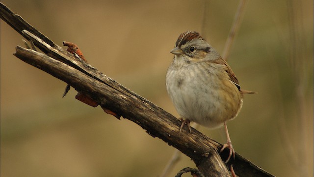 Swamp Sparrow - ML442002