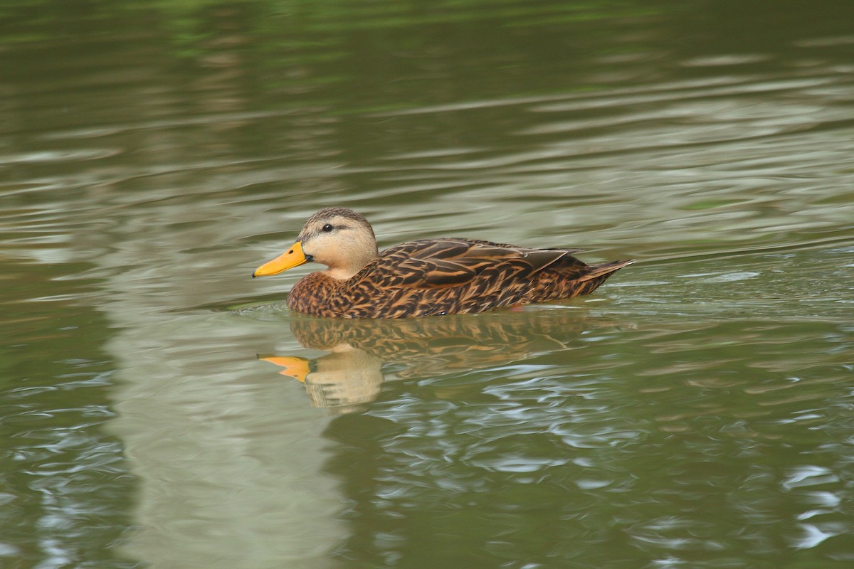 Mottled Duck (Florida) - Patrick J. Blake