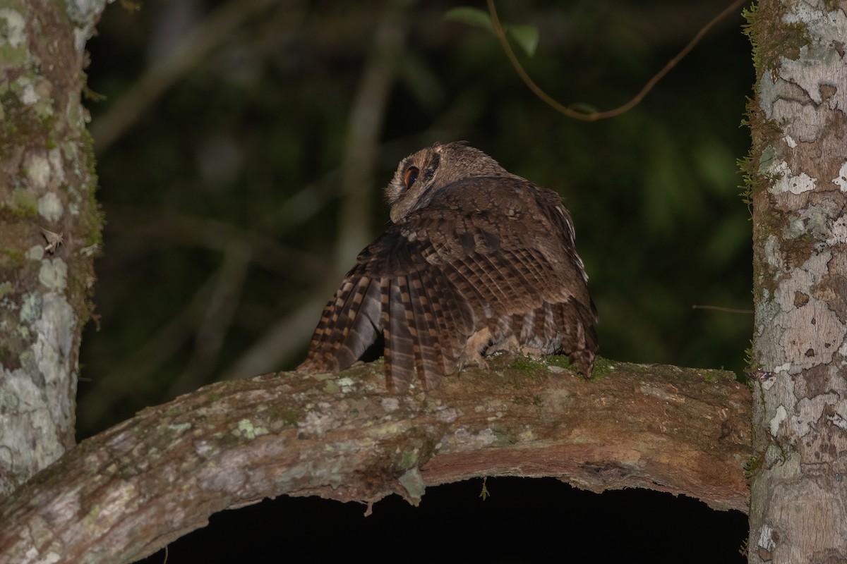 Black-capped Screech-Owl - ML442011521