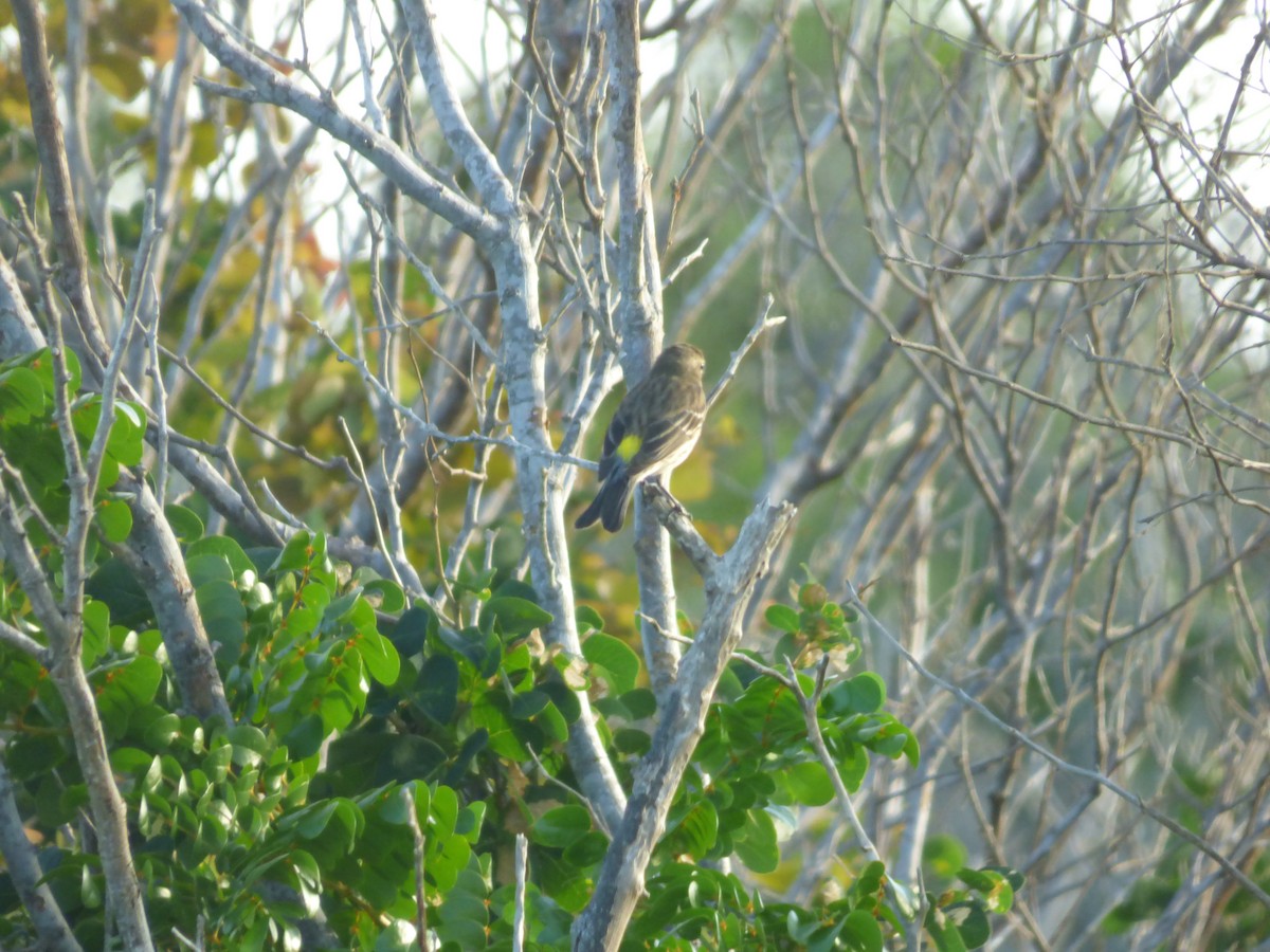 Yellow-rumped Warbler - ML44201311