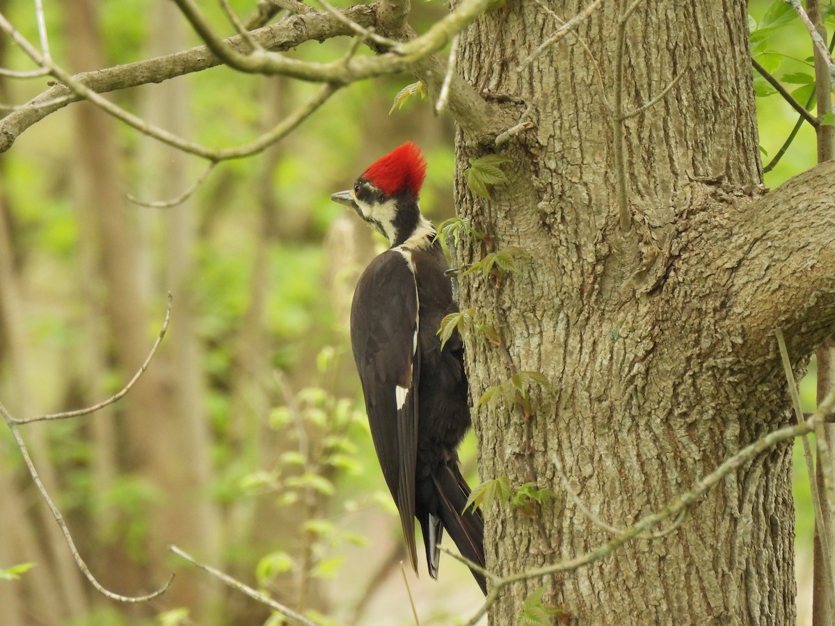Pileated Woodpecker - ML442014341