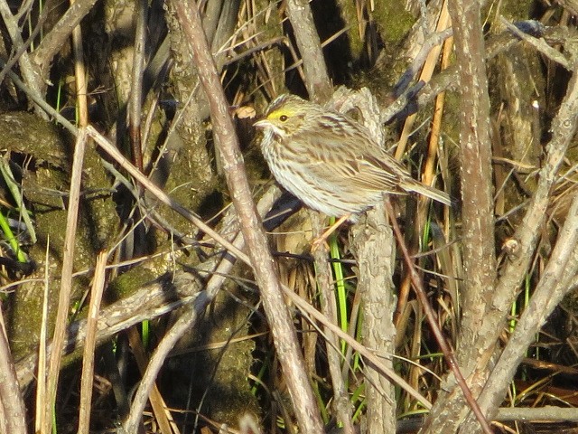 Savannah Sparrow - ML442015491