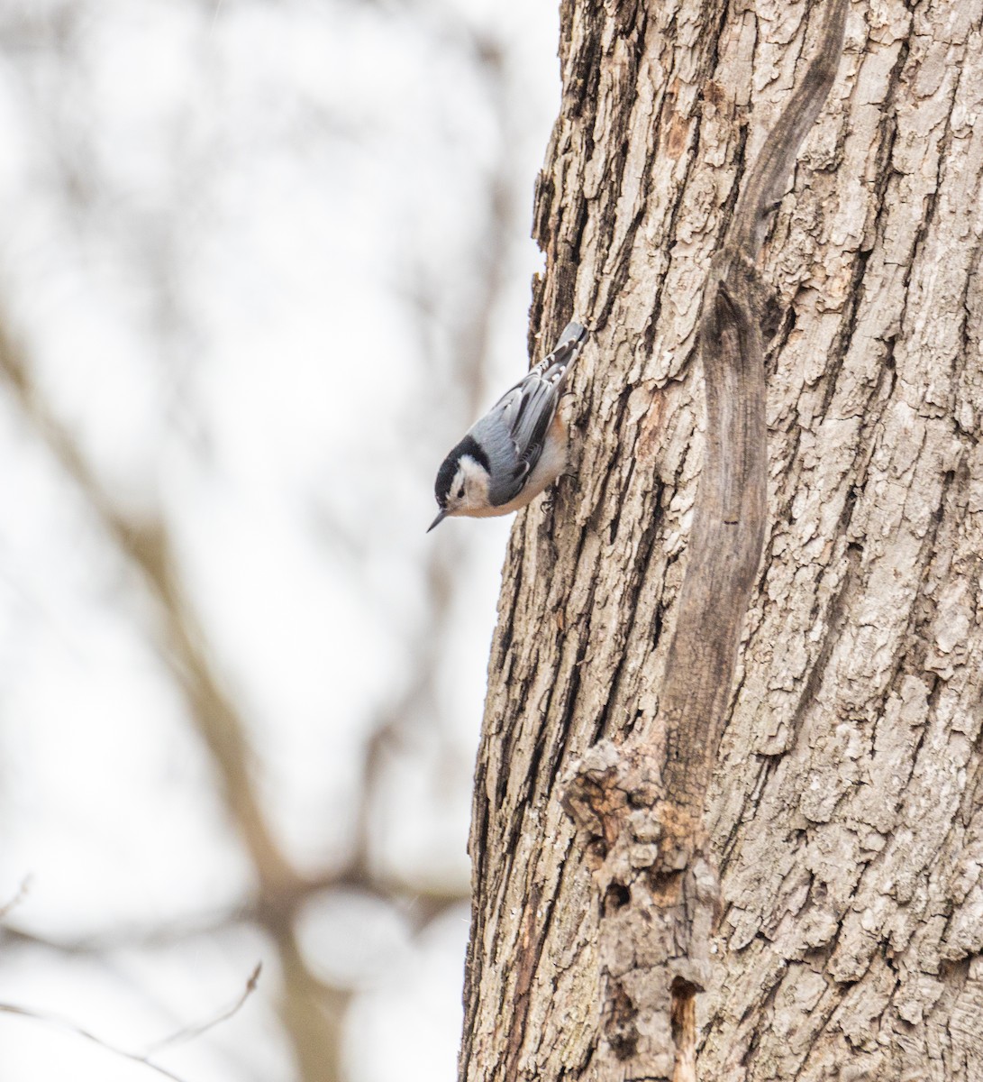 White-breasted Nuthatch - ML442016341