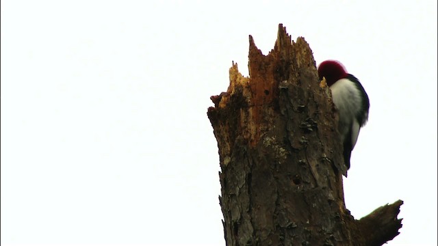 Red-headed Woodpecker - ML442018