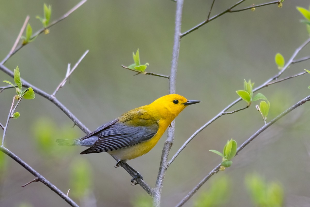 Prothonotary Warbler - ML442020381
